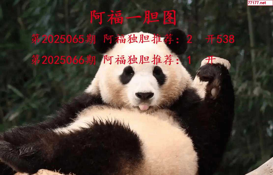 阿福图25年066期3d阿福一胆图
